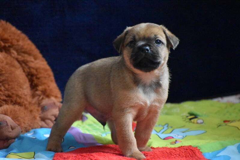Basco Be My Side Puggies gereserveerd!