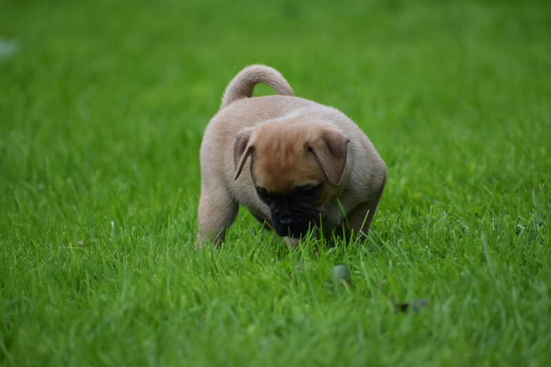 Retromops Pietje Be My Side
