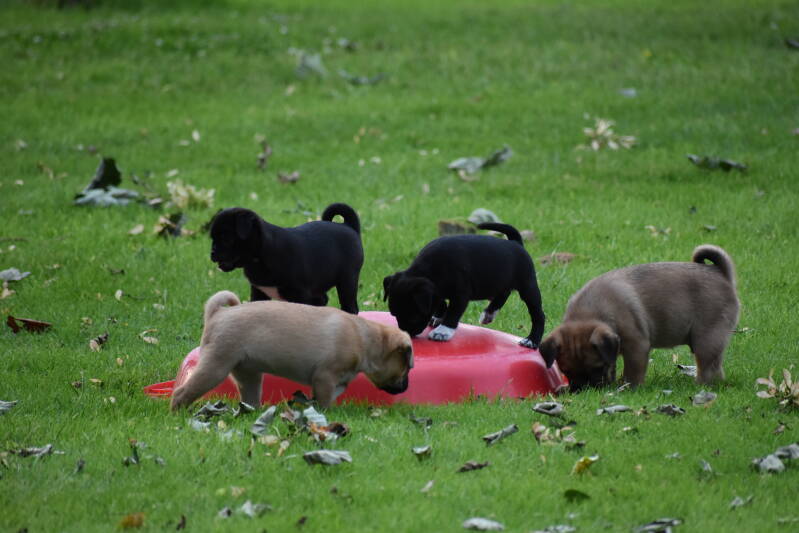 Retromops Be My Side Puggies Drenthe