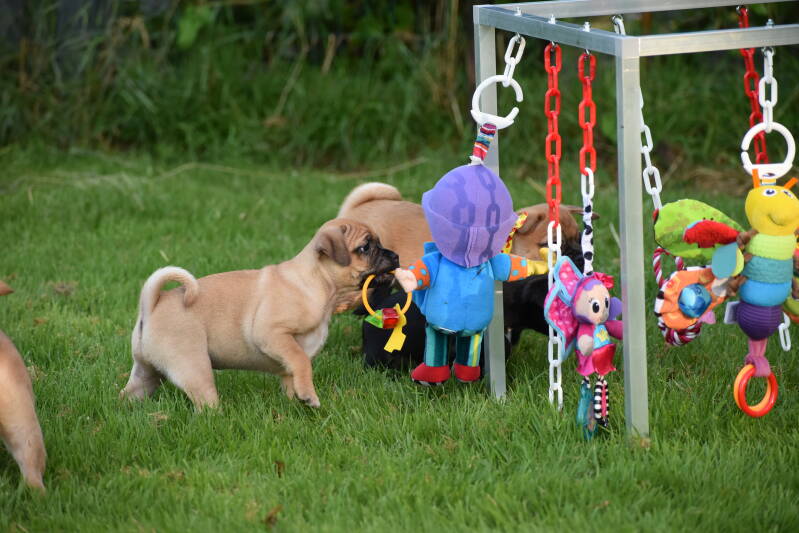 Puppy gym voor onze Retromopsen