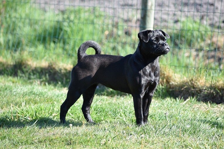 Retromops Retromops onze honden | Retromopsen Be My Side Puggies