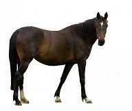 1 kilo Paarden stoofvlees