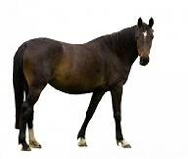 1 kilo Paarden stoofvlees