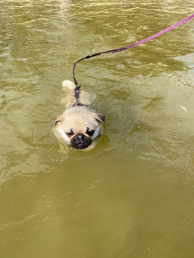 Retromops Marie uit Belgie