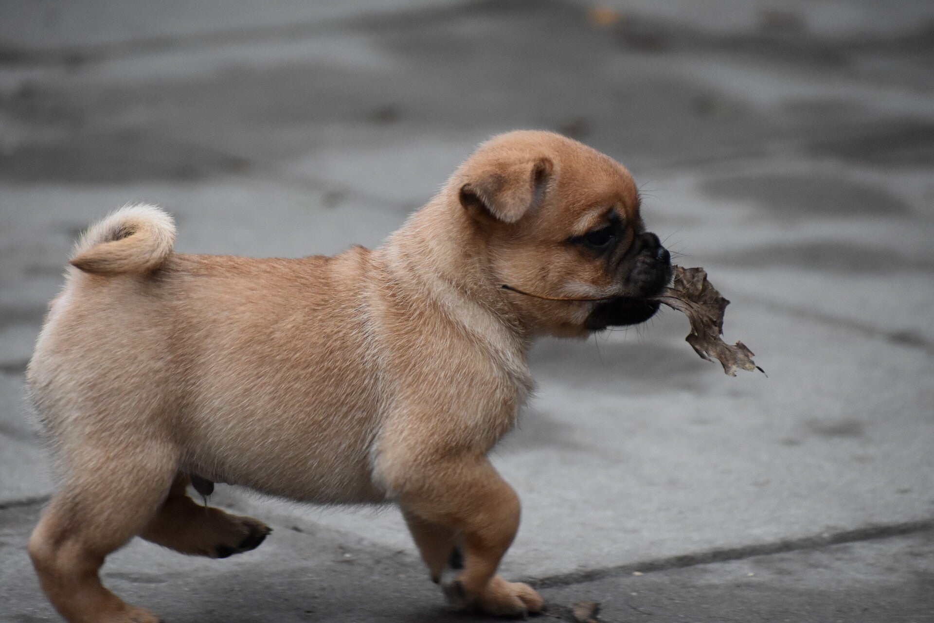 Bob sjouwt graag met blaadjes