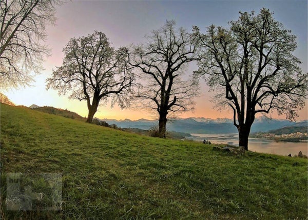 Drei Bäume beim Sonnenaufgang