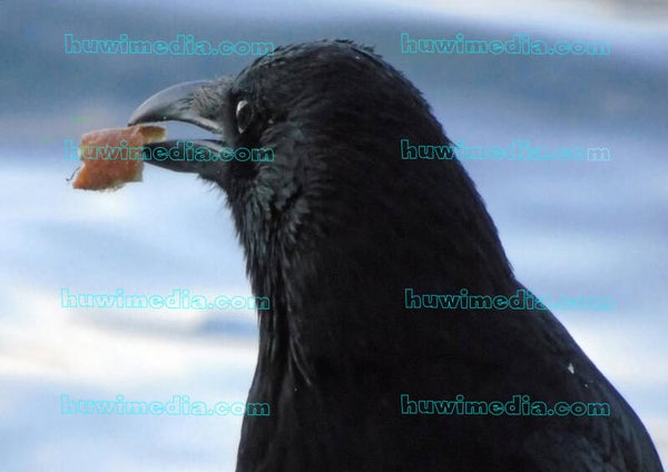 Blackbird