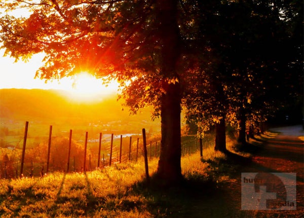 Sonnenuntergang Baumallee