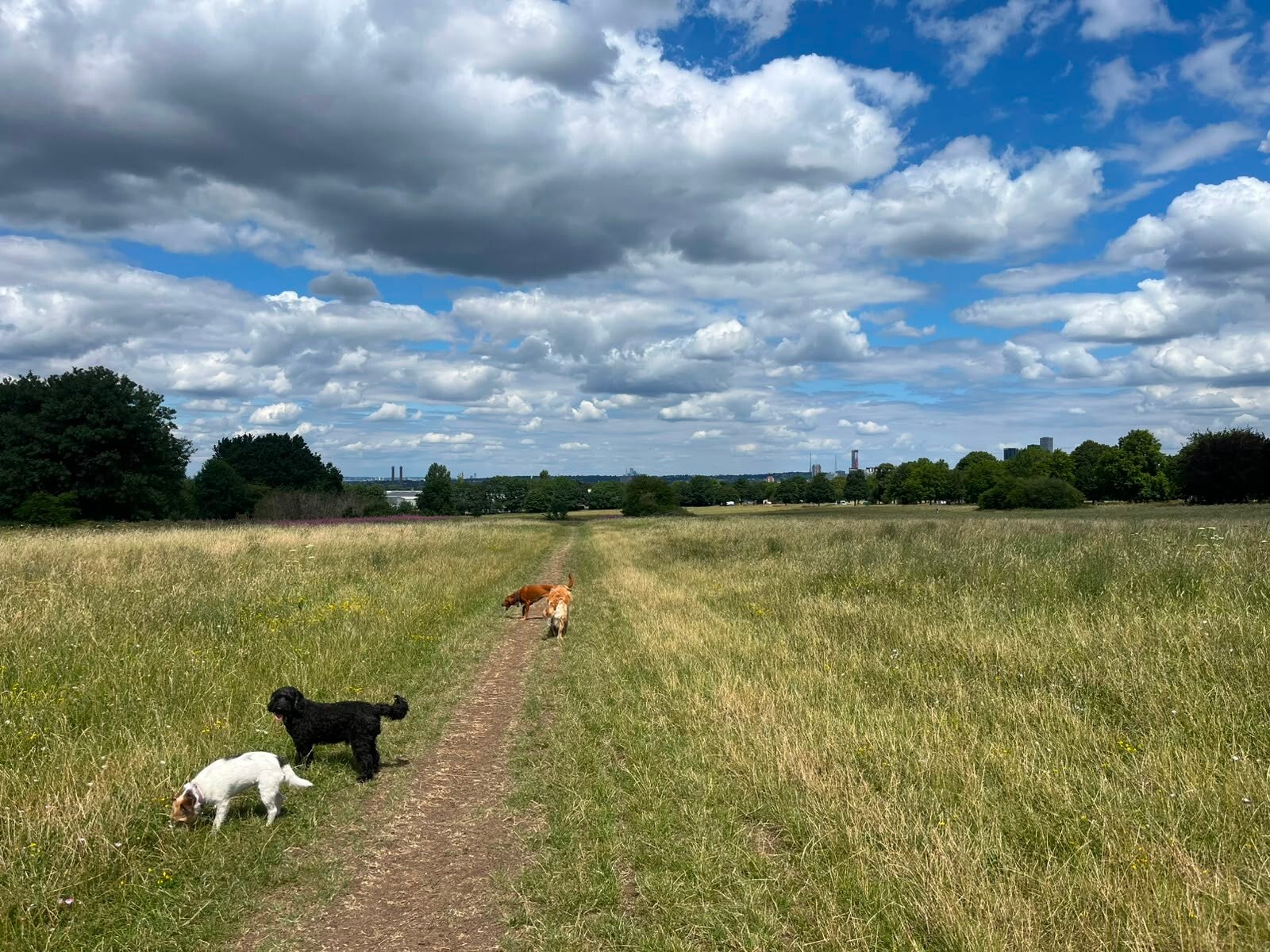 Group dog walk on a woodland path near Warlingham, Surrey