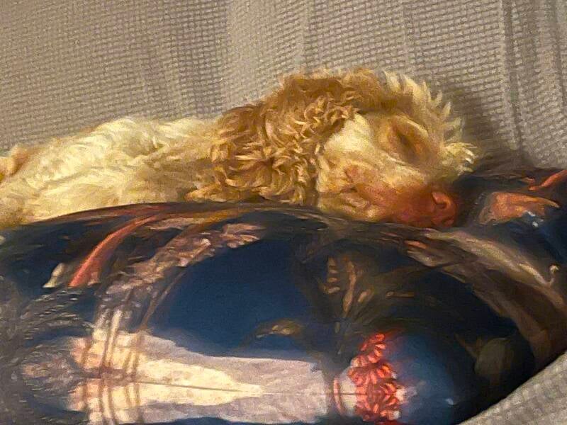 Spaniel relaxing on a sofa during overnight home boarding in Warlingham