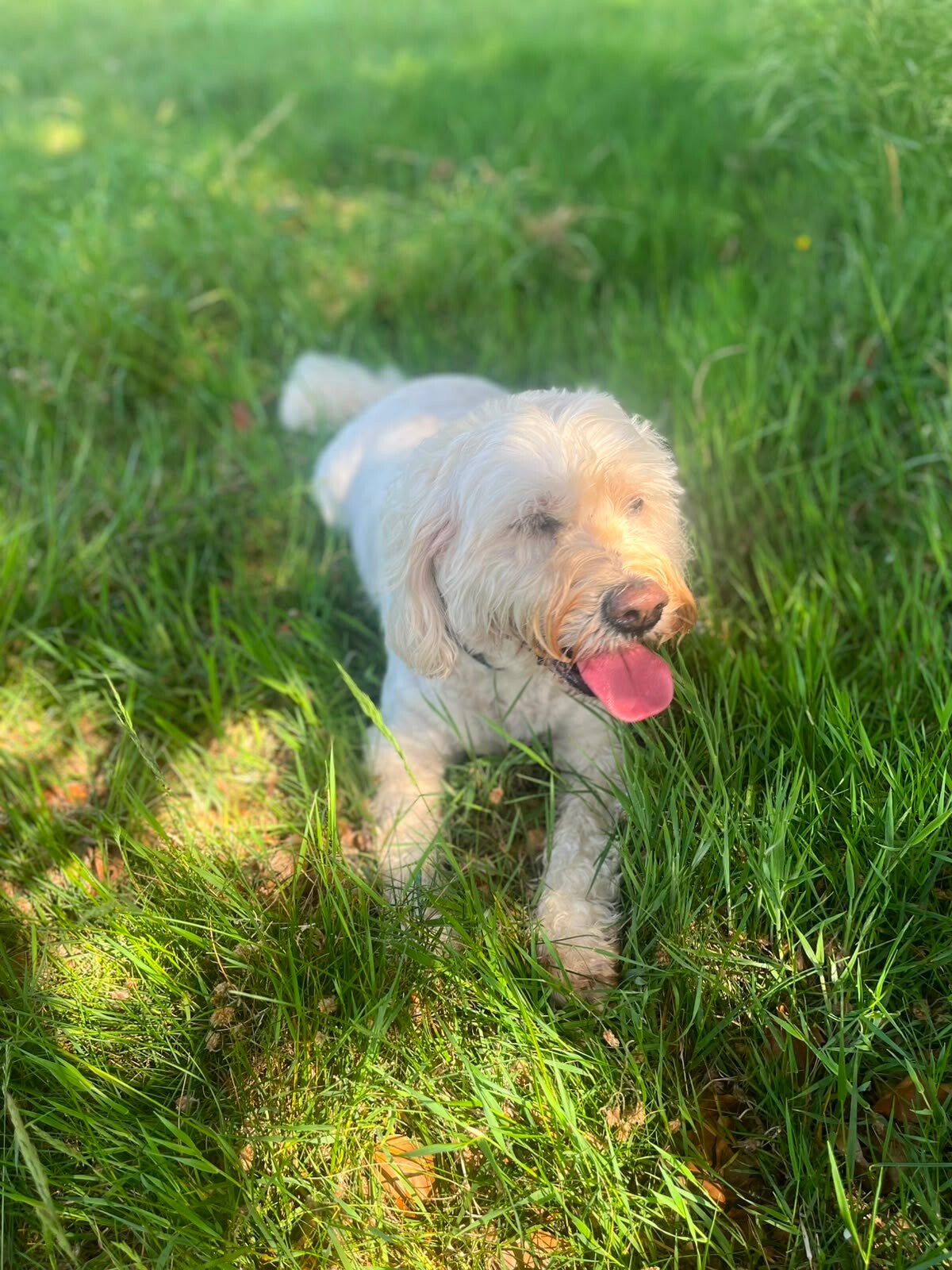 Dog enjoying a walk