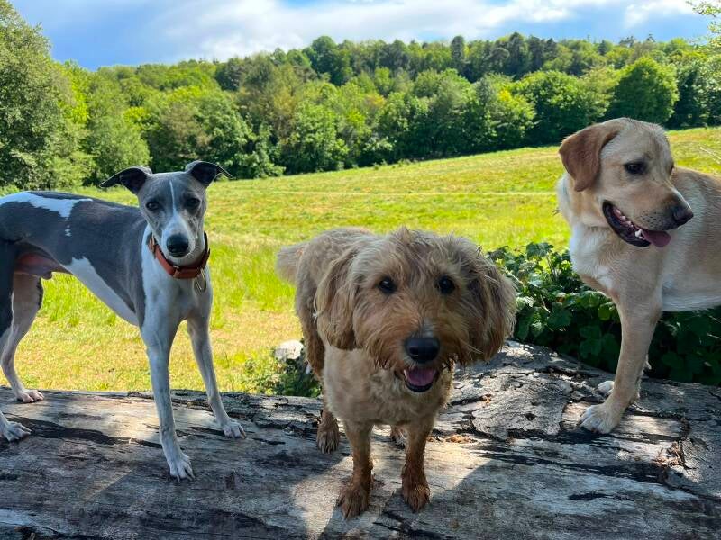 Three dogs playing together during daycare at All Paw Seasons, Warlingham