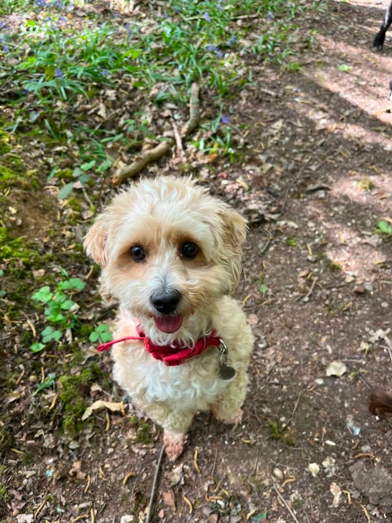 Doggy Day care walks 