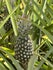 Chouf et ses ananas