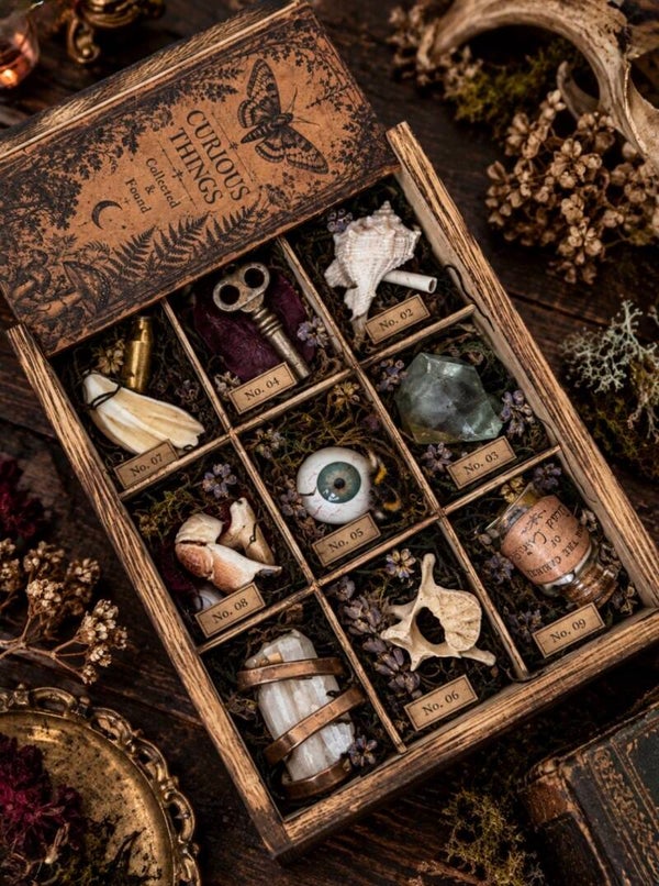 Curiosity Cabinet Oddities Box Gothic Witchy Collector Specimens