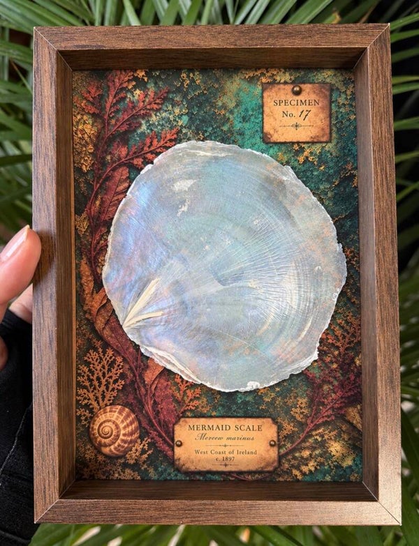 Mermaid Scale Curiosity Frame