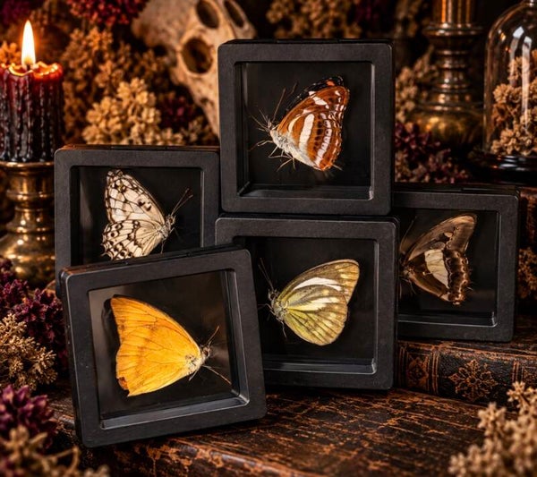# Real Butterfly Specimen Display – Framed Natural History Curiosity