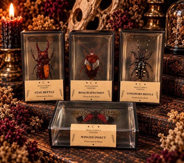 Real Insect Specimens in Resin – Beetles, Roaches & Entomology Curiosities