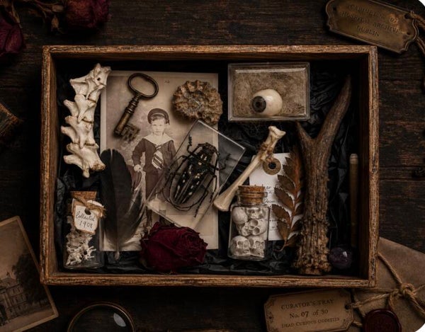 The Forgotten Curator  Curator's Tray No. 1 of 30