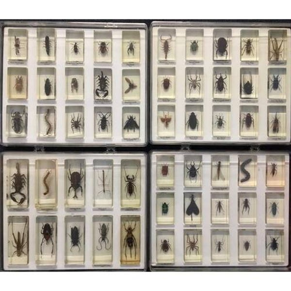 One Piece National Geographic Insect in Resin