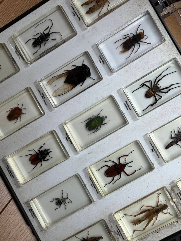 Real Insect Specimen in Resin | National Geographic Collection | Curiosity Display