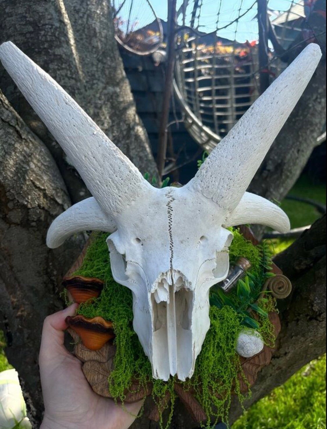 Ethically Sourced Four Horned Ram Skull in Nature Wall Plaque Forest Grunge Decor Cottagecore