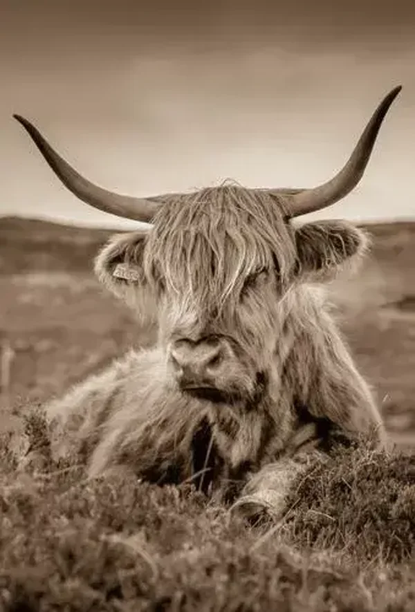 Wanddoek nr. 136 Hooglander sepia