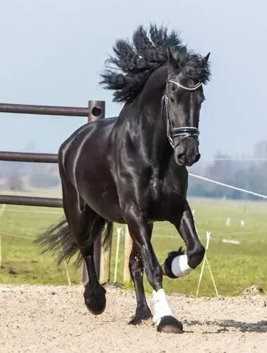 Tuinposter nr. 215 paard