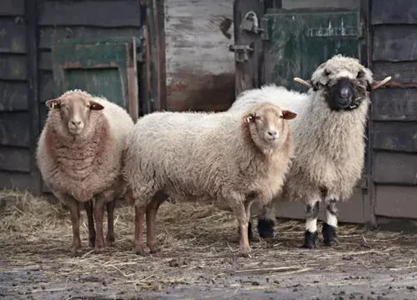 Placemat nr. 114 Schapen