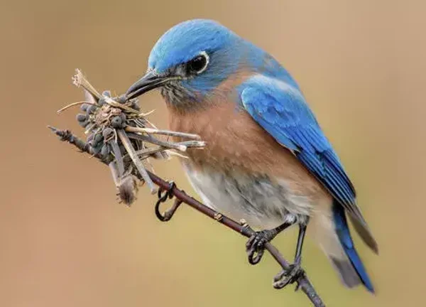 Placemat nr. 141 Bluebird