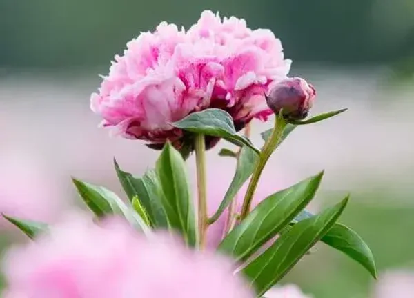 Placemat nr. 21 Roze bloem