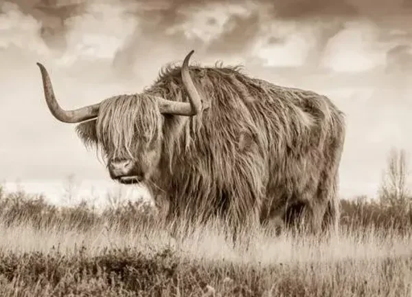 Placemat nr. 44 Hooglander sepia