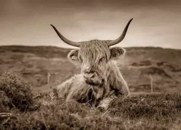 Placemat nr. 45 Hooglander liggend, sepia