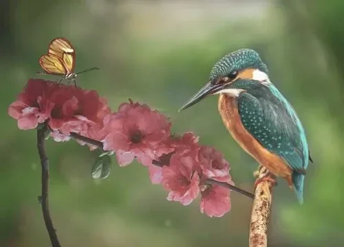 Placemat nr. 91 IJsvogel