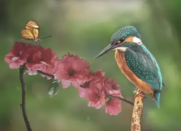 Placemat nr. 91 IJsvogel