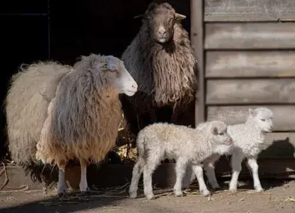 Placemat nr. 95 Schapen met lammetjes