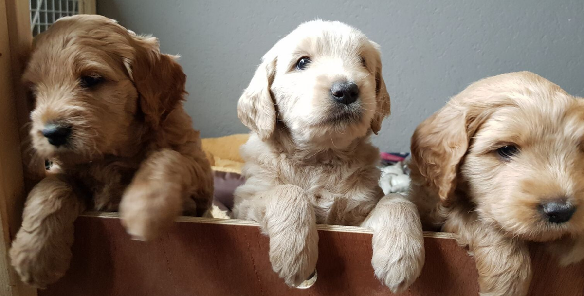 Doodle Jet labradoodles