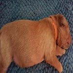 IMG-20180804-WA0005.jpeg