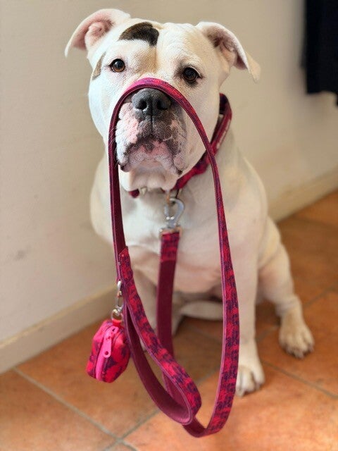 Tactical halsband set - Camo fuchsia