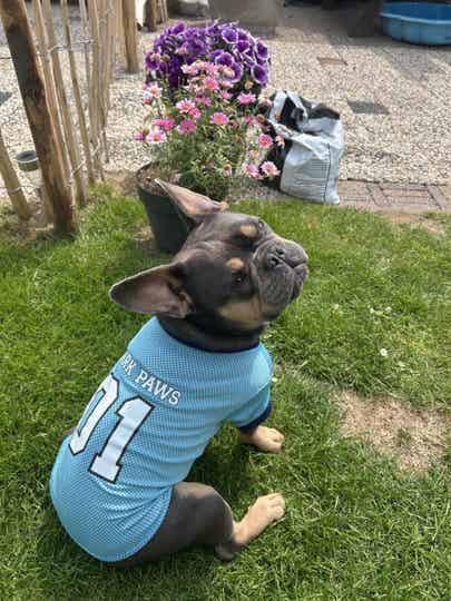 Spf jersey blauw 2xl