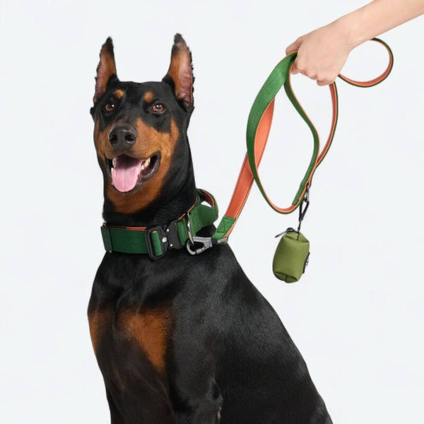Comfort Controle Halsband Set - Groen Oranje