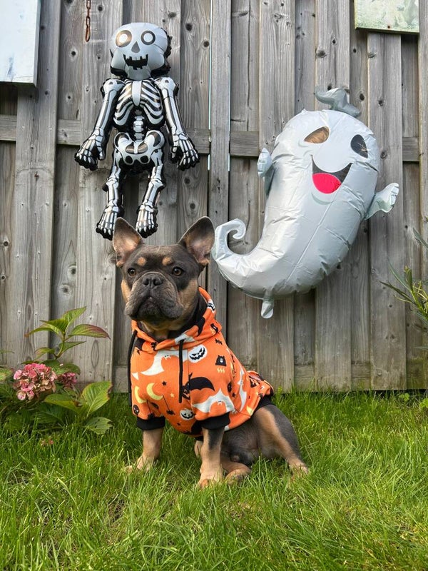 Sparkpaws official Halloween (oranje)