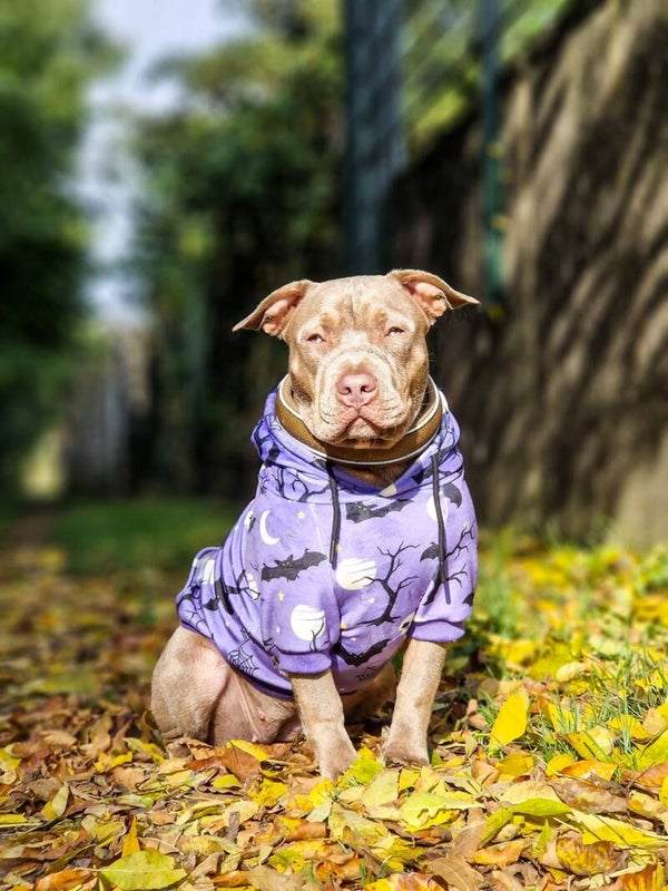 Sparkpaws official Halloween hoodie (paars)