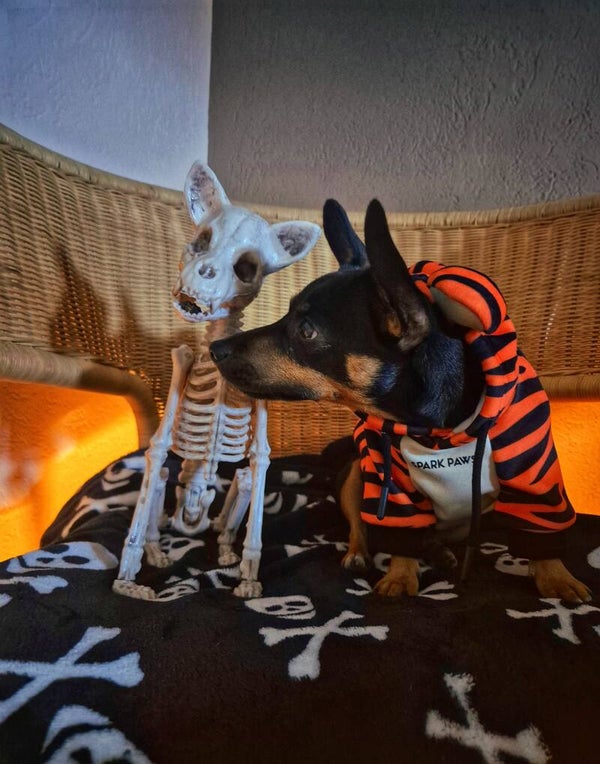 Halloween Dog Hoodie - Tiger