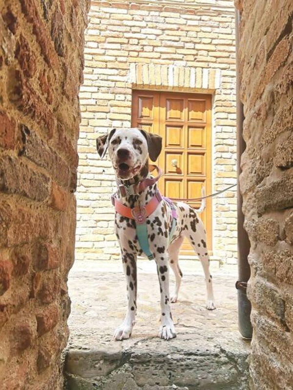 Comfort Control hondentuig - Pastel Icing