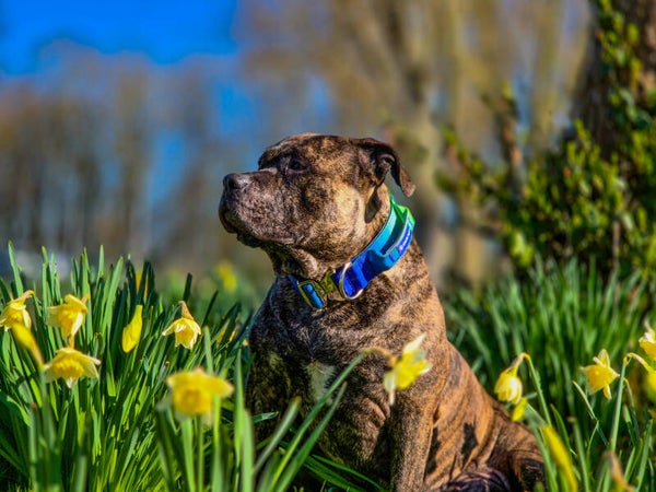 Tactical halsband - Lime Wave