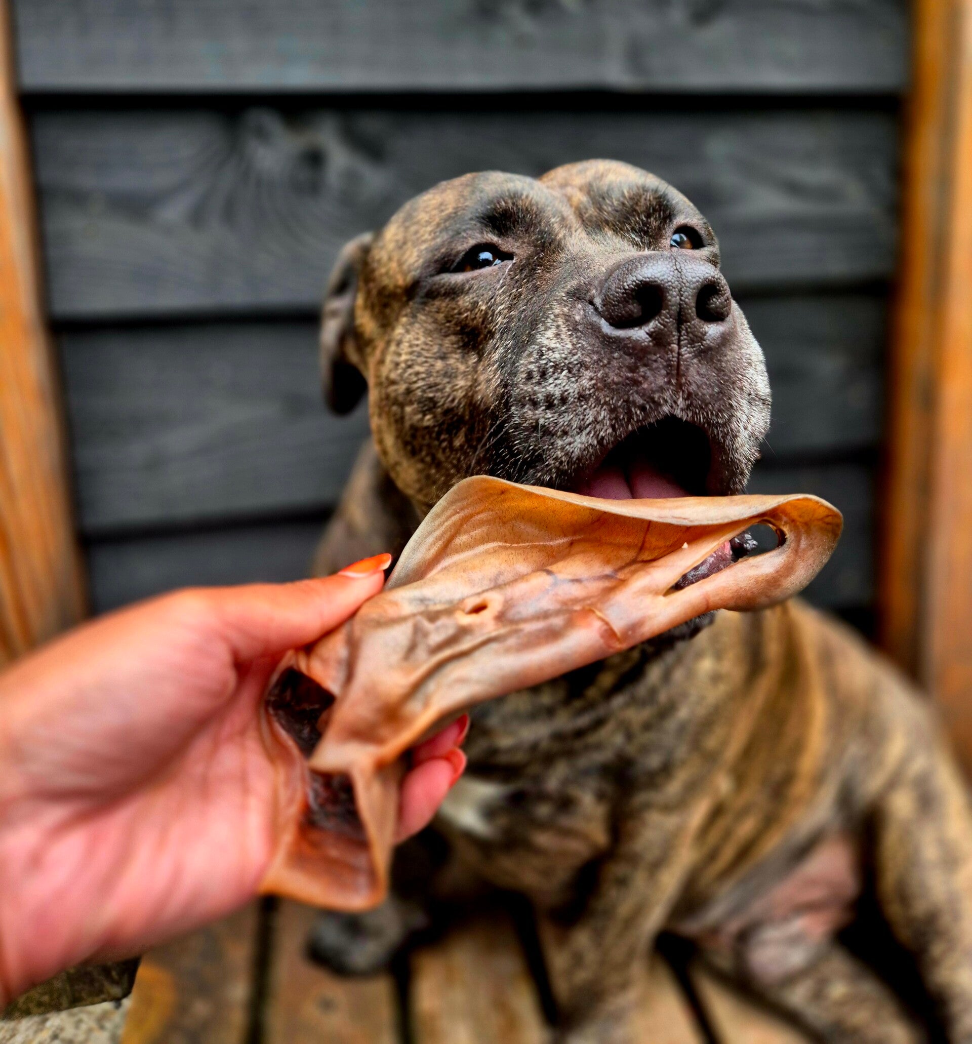 Kameel oren 500 gr (bulk)