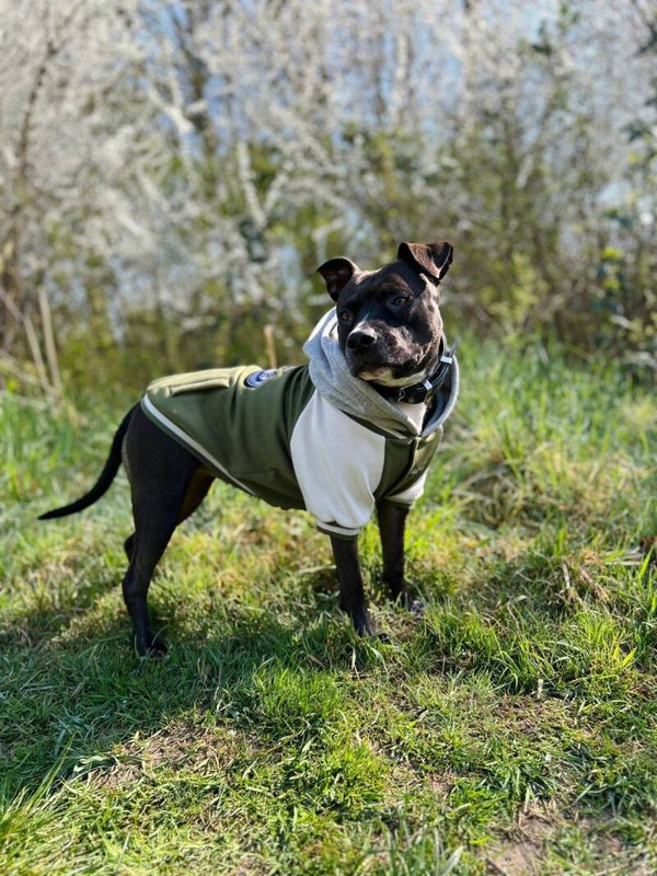 Dog Varsity Jacket - Green