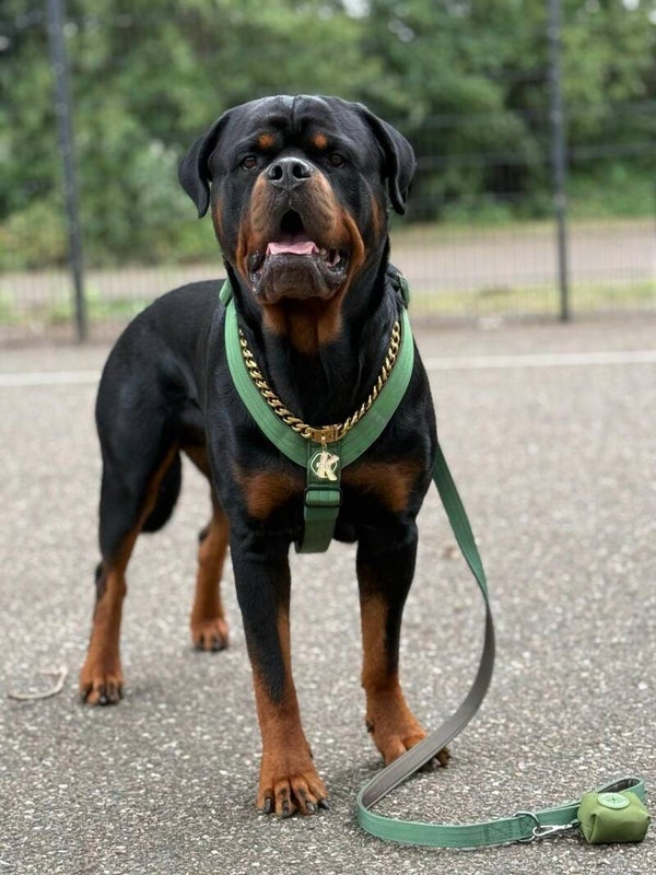 Comfort Control hondentuig set - Leger groen