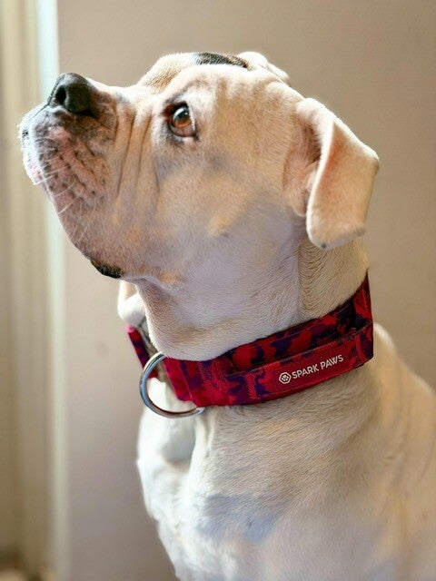 Comfort Controle Halsband - Fuchsia Camo